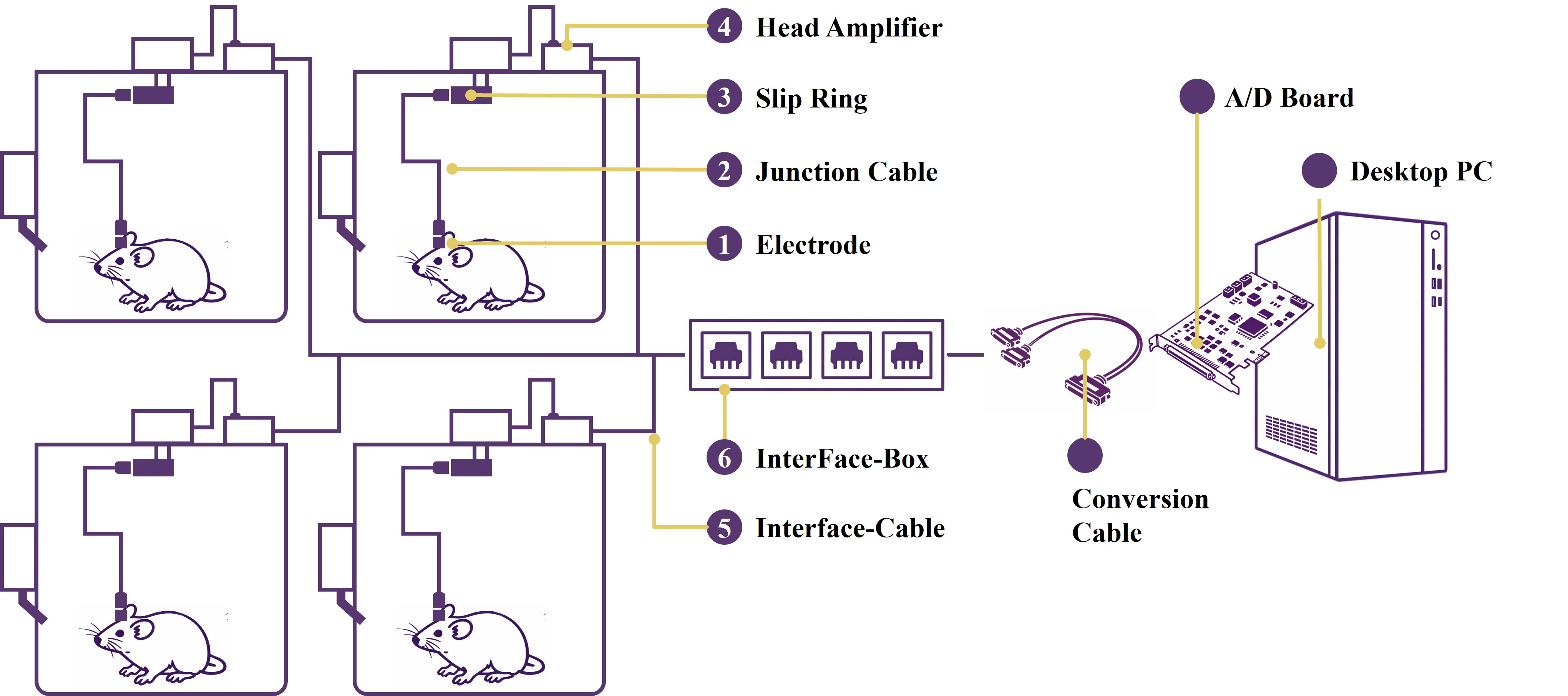 Biotex Amplifiers image